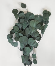 Load image into Gallery viewer, Silver Dollar Eucalyptus - Preserved