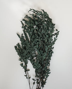 Parvifolia Eucalyptus - Preserved